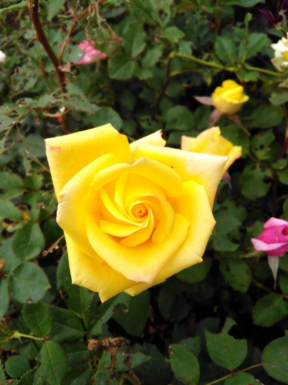 CLOSE-UP OF ROSE FLOWER