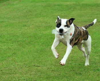 Dog on grass