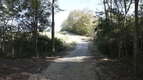 Road amidst trees in forest against sky