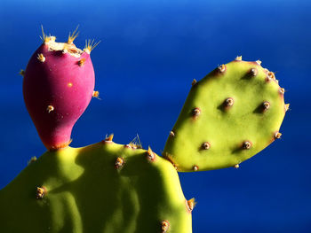 Close-up of cactus growing on tree against blue sky