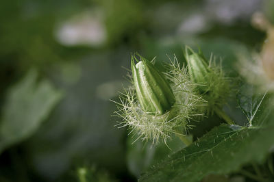 Close-up of insect on plant