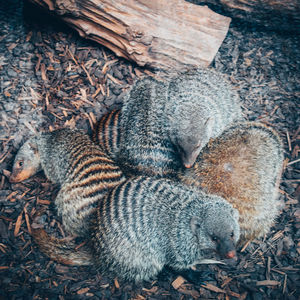 High angle view of animal sleeping