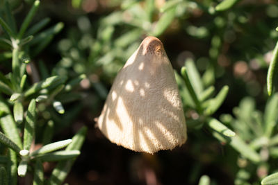 Close-up of flower tree
