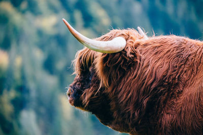 Close-up of a highland cow