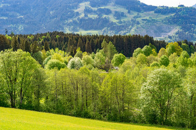 Scenic view of pine trees in forest