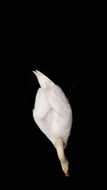 Bird on white background