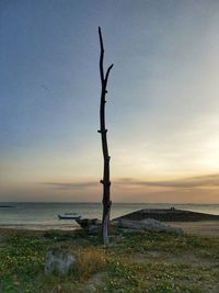 Bare tree by sea against sky during sunset