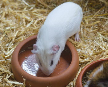 High angle view of white cat