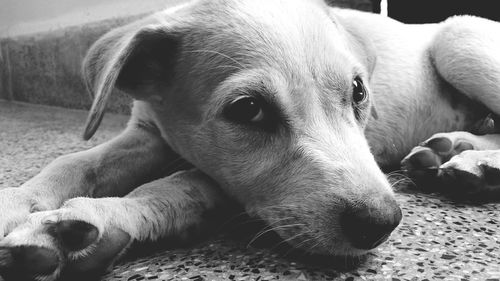 Close-up of a dog resting on floor