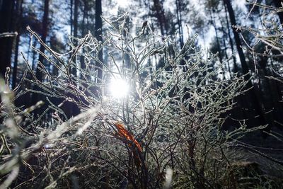 Low angle view of trees against sky during winter