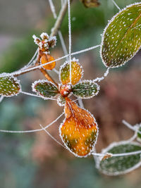 Close-up of frozen plant