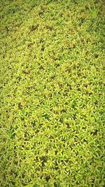 Full frame shot of plants on field