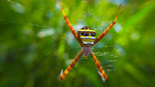 The spider looks beautiful in an aesthetic style