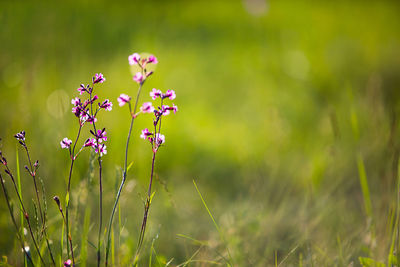 Field of wild violet flowers in the grass in the sun. spring time, summertime, ecology, rural 