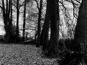 Trees on field in forest