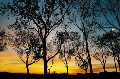 Silhouette bare tree against sky during sunset