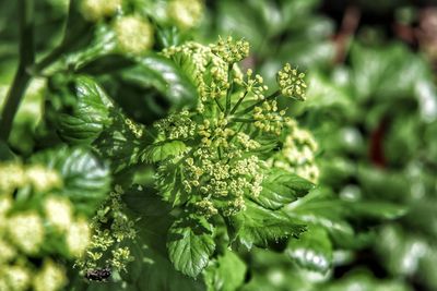 Close-up of plants