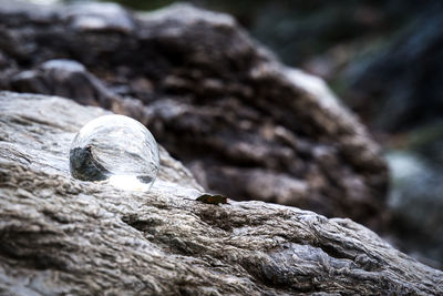 Close-up of lizard on rock