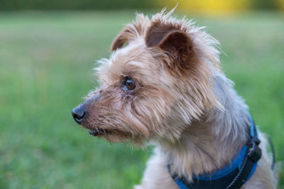 Close-up of dog looking away