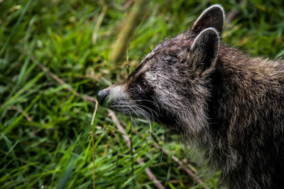 Close-up of an animal looking away on field