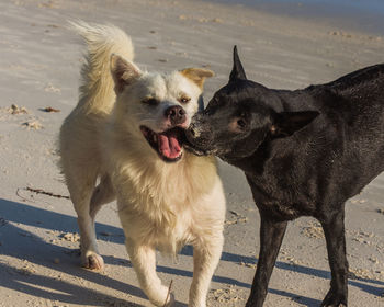 Two young dogs on a white beach