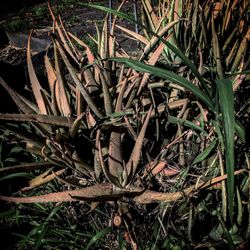 Plants growing on field