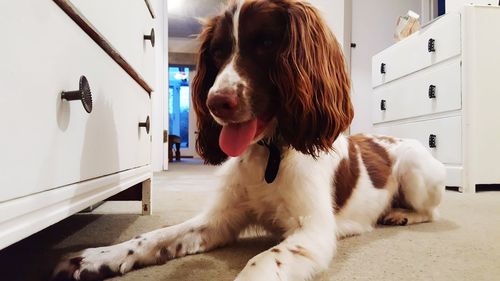 Close-up of a dog looking away at home