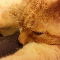 Close-up of ginger cat