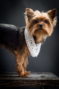 Portrait of yorkshire terrier with pearl necklace on table against black background