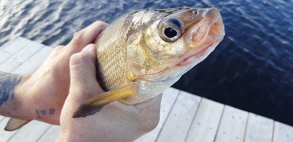 Close-up of hand holding fish