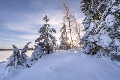 Wilderness in scandinavia in winter
