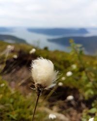 Close-up of white dandelion flower on field