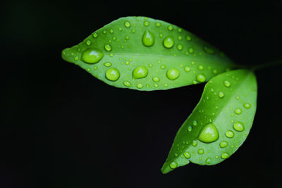 Close-up of raindrops on leaf against black background