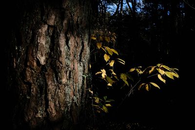 Close-up of tree trunk in forest