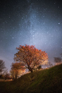 Tree on field against sky at night