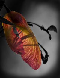 Close-up of butterfly on leaf