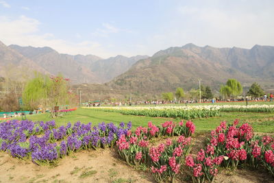 Tulip garden srinagar kashmir spring 2021