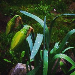 Plant growing in a garden