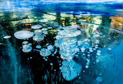 Close-up of flowers floating on water
