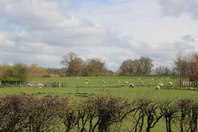 Scenic view of grassy field against sky