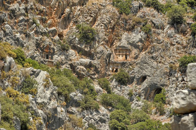 Trees growing on rock