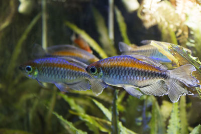 Close-up of fish swimming in water