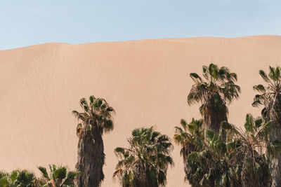 Palm trees in desert against sky