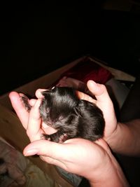 Cropped hands of woman holding kitten at home