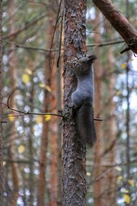 Low angle view of monkey on tree in forest