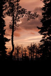 Silhouette trees against sky during sunset