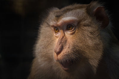 Portrait of monkey. monkey face close up.