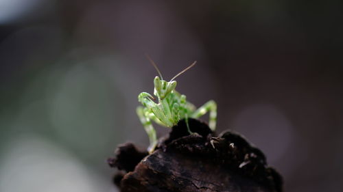 Close-up of insect on leaf