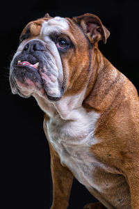 Close-up of a dog over black background