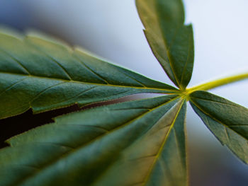 Close-up of fresh green leaves